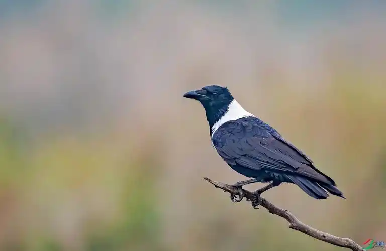白颈鸦