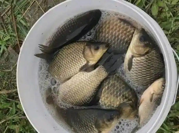 春季短竿和长竿的抉择,视情况而定,渔获差别很大|鱼竿|野钓|竿长|浅滩