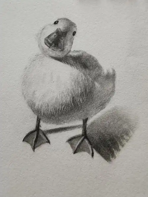 素描习作可爱小胖鸭