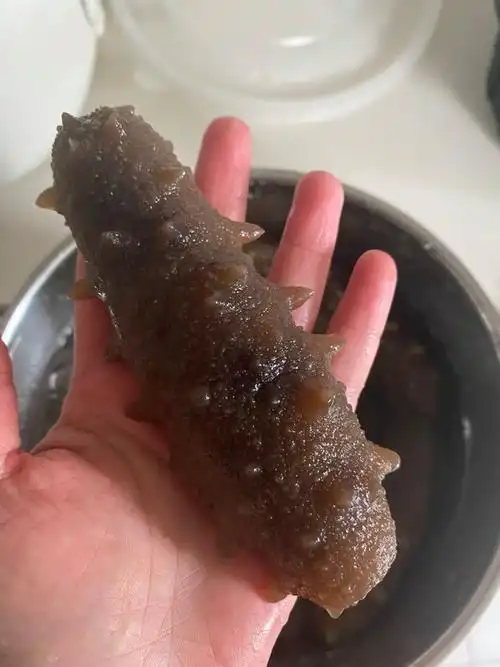 犯困的汤圆做的泡发海参的方法