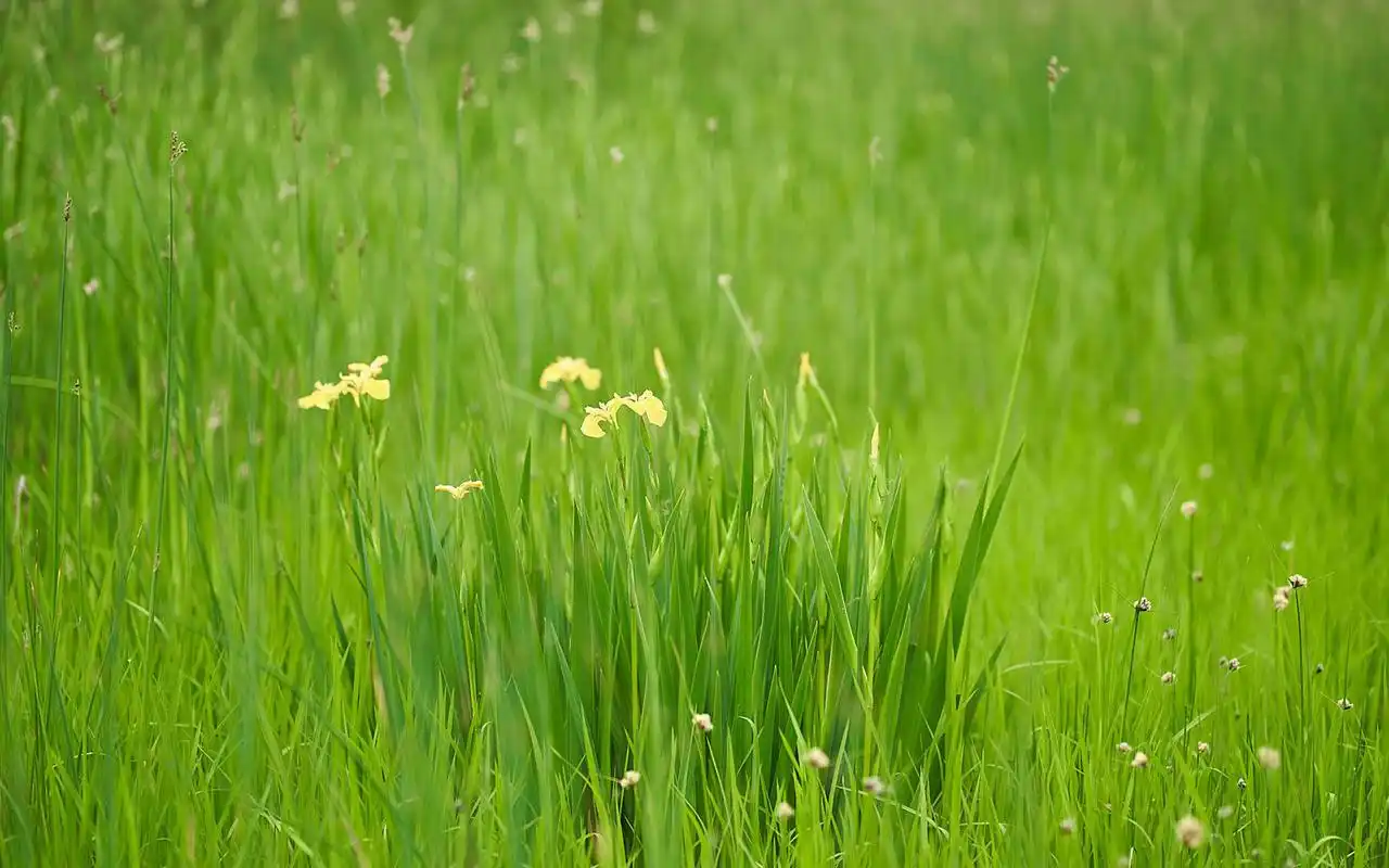 小清新养眼绿色植物高清桌面壁纸