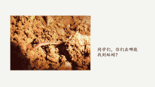 一年级科学13《蚯蚓的家》