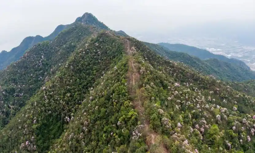 嘘肇庆这片杜鹃秘境想约你