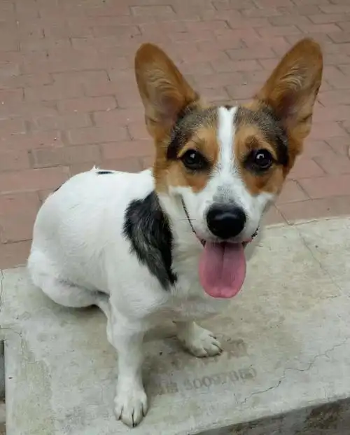 三花柯基串串,一岁半公子,绝顶聪明,性格温顺,无任何不良习惯,时刻和