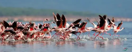博戈利亚6563火烈鸟群起飞宽缩.jpg