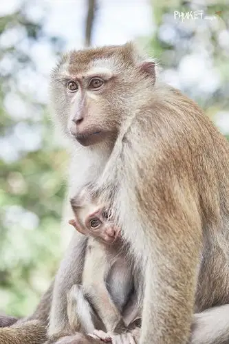普吉镇-猴子