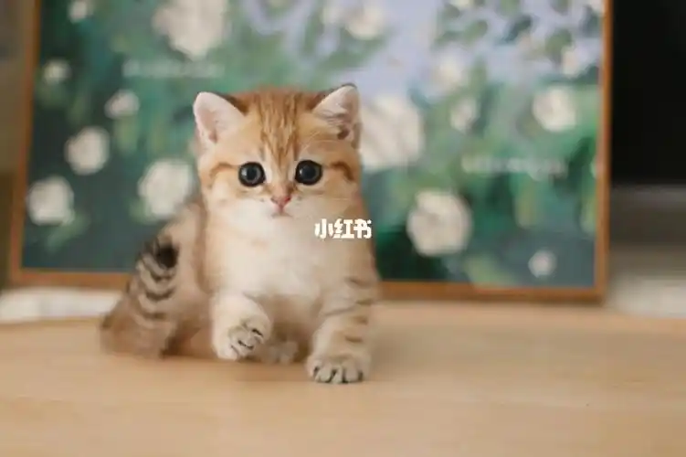 英短金渐层妹妹找家ny23