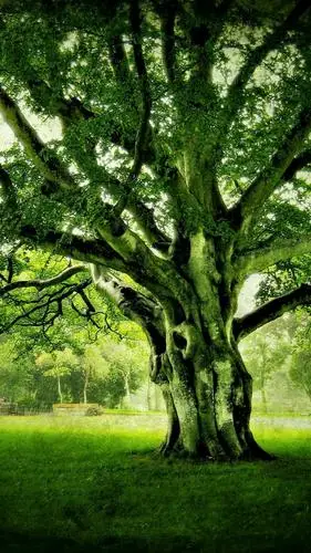树荫壁纸