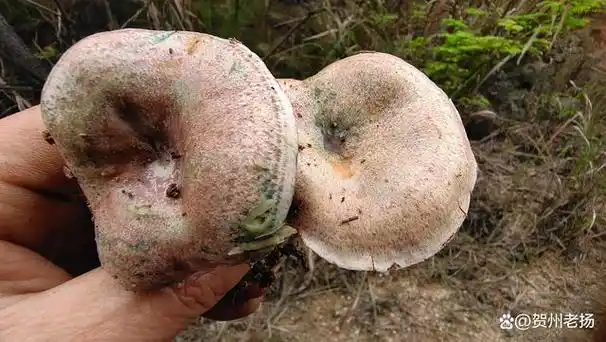 每年这个时候山上有着许许多多的野生蘑菇,品种繁多,如果品种不认识