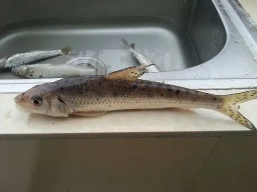 这是什么鱼?在江边买的,人家说叫江芦花.可是我在网上查不到.