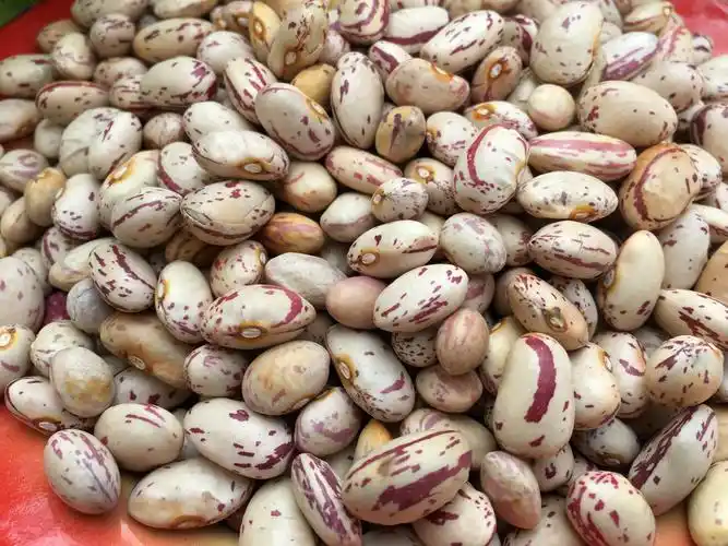 贵州特产 高山四季豆 花豆 酸菜豆米火锅专用豆 花芸豆500克