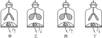 a.图丁模拟人体的呼气过程 b.图中橡皮膜模拟膈 c.