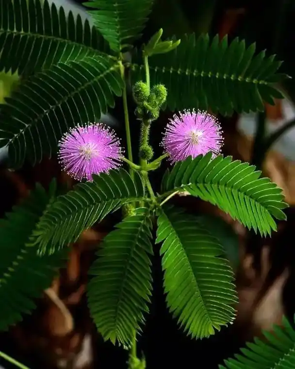 含羞草开花了,邀请你欣赏含羞草花朵的图片.含羞草7一9月开花 - 抖音