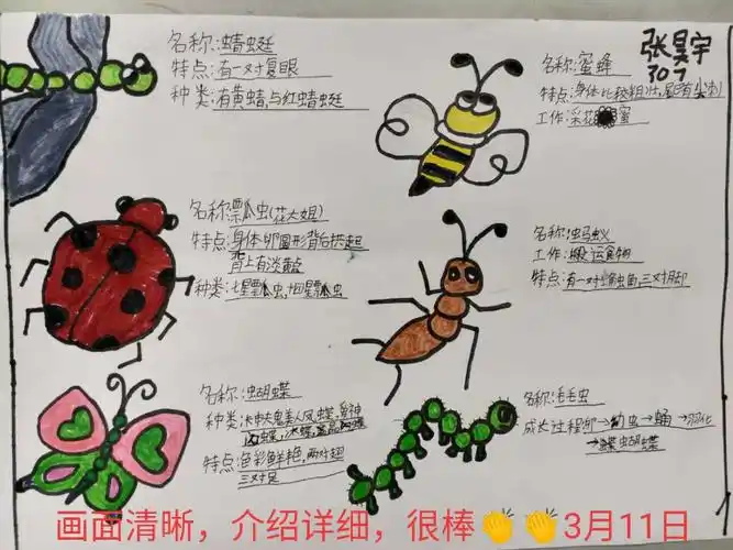 别样的语文课双师教学昆虫备忘录