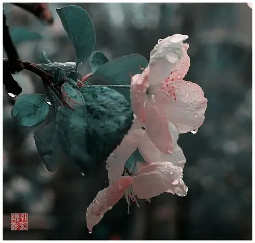 雨溅海棠花(二)