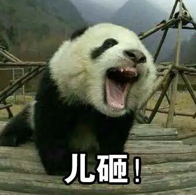 儿砸 动物 搞笑 魔性 逗趣