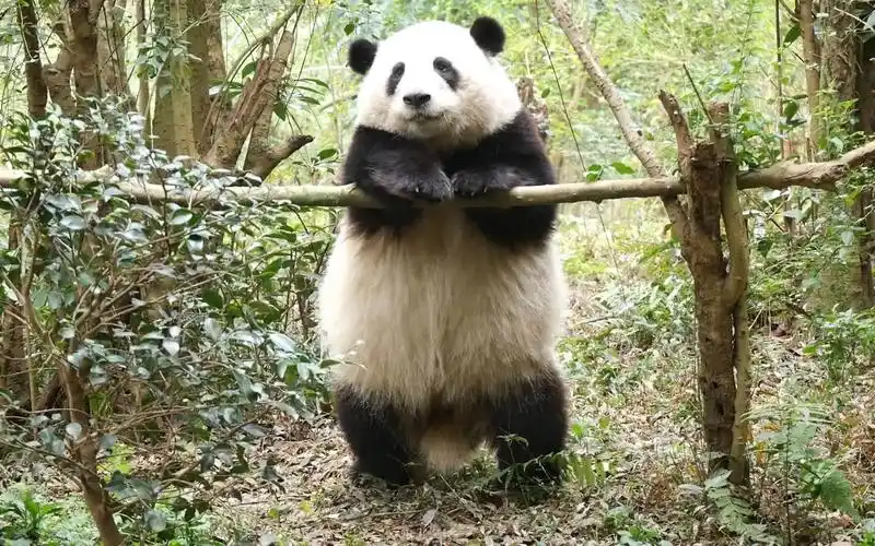 7 花花今天的体育课,花宝叽有单腿站立把杆诶,好乖00 【大熊猫和花