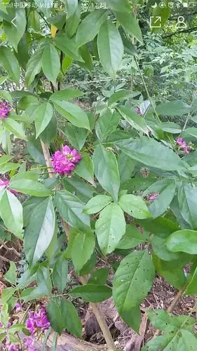 鸡血藤 鸡血藤和牛膝的功效与作用