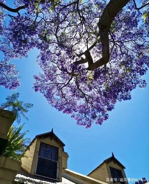 蓝花楹开在小巷深处,11月悉尼最美的颜色