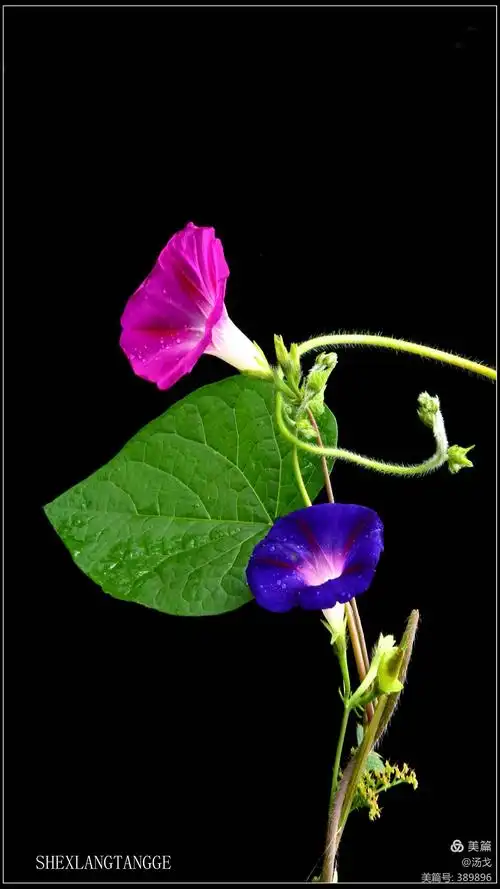 1696_3016竖版 竖屏