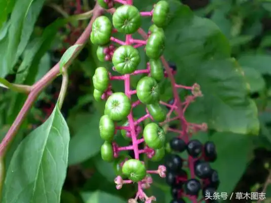 有毒的土人参图片(土人参图片大全) - 网络编辑之家