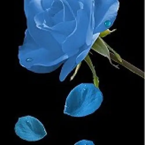 蓝色玫瑰,蓝色妖姬:清纯的爱和敦厚善良