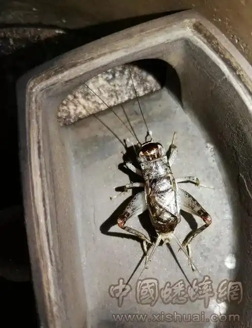 《108将》8号选手:白牙黄_蟋蟀网