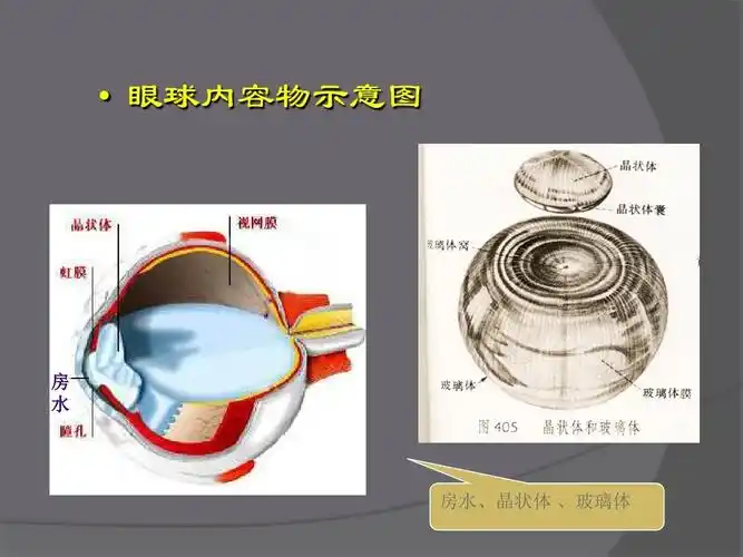 6浅表组织的超声诊断ppt