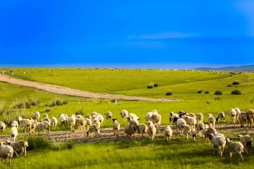 7月的内蒙古大草原