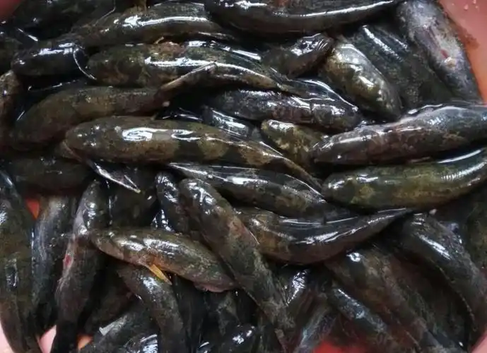 鲜美的石头鱼,是当地生活在石头缝里的鱼