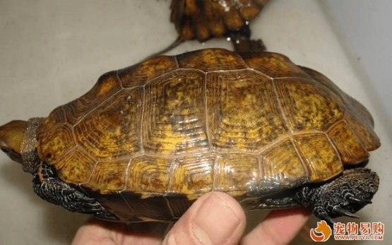 日本石龟值钱吗