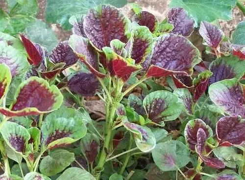 营养美味长寿菜——红苋菜 保定信誉楼蔬菜柜组商品推荐