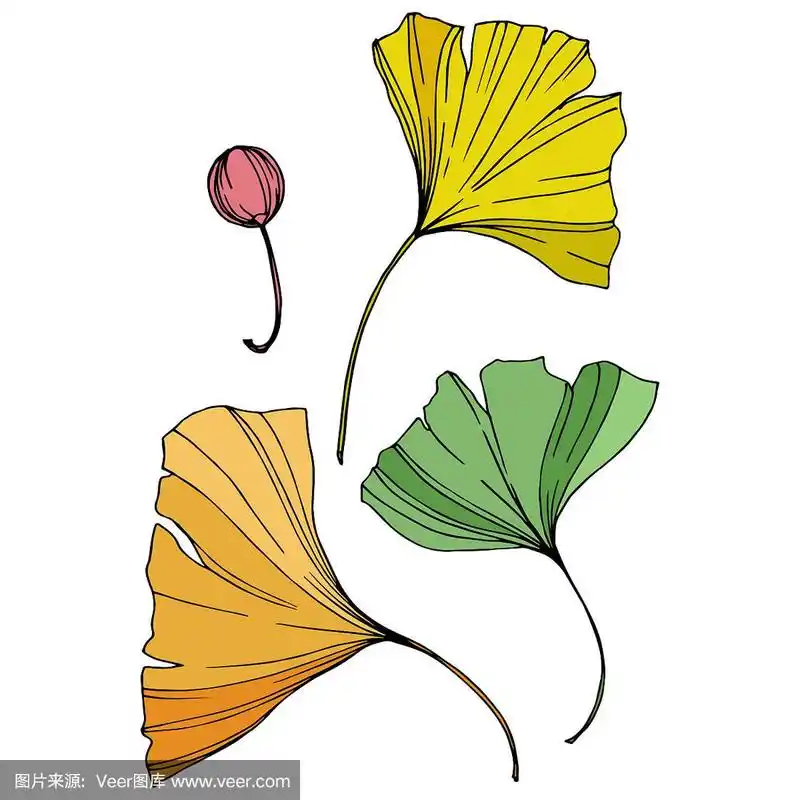 银杏叶.园林植物.孤立的银杏插图元素上的白色背景.