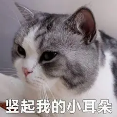 萌宠喵星人竖起我的小耳朵让我来听听呆萌可爱gif动图_动态图_表情包