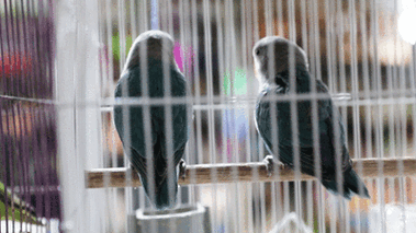 400_225gif 动态图 动图