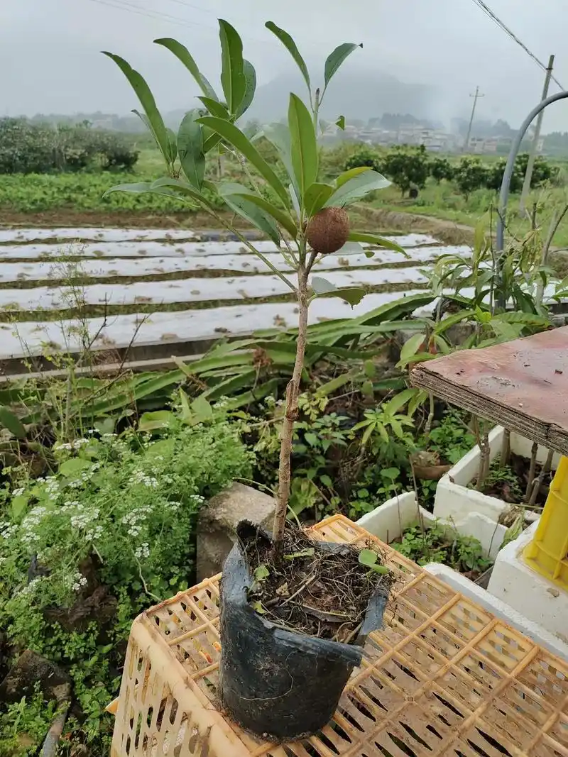 新上架六棵越南大果人心果苗,前面三棵是越南软枝,后面三棵是越 - 抖