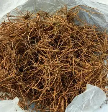 红根野蚕豆灵芝草出售根茎