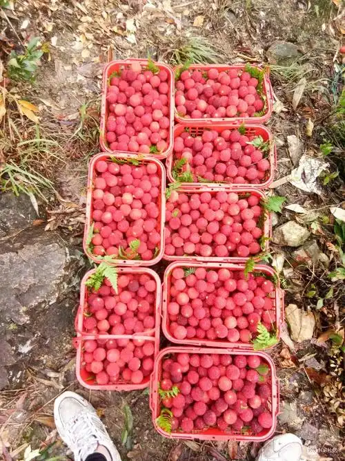 【转卖】二都杨梅,今天刚摘的!