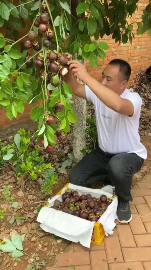 原来山竹是这样长的,看着真新鲜,可惜太贵吃不起!