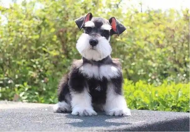 不养小老头雪纳瑞的理由很简单就5点