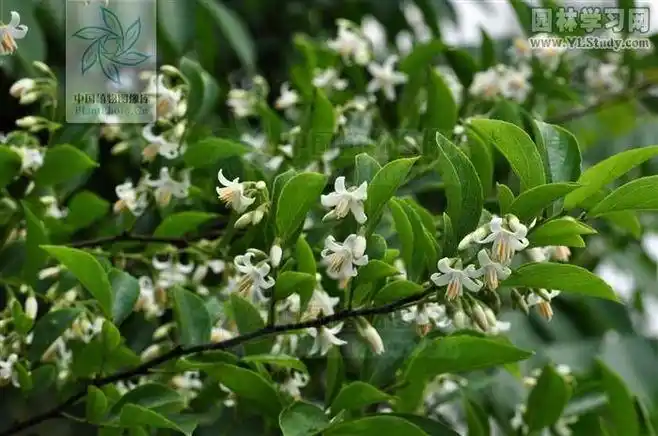 白龙花 安息香科.jpg