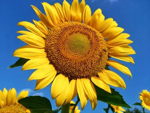 向日葵对太阳的一往情深