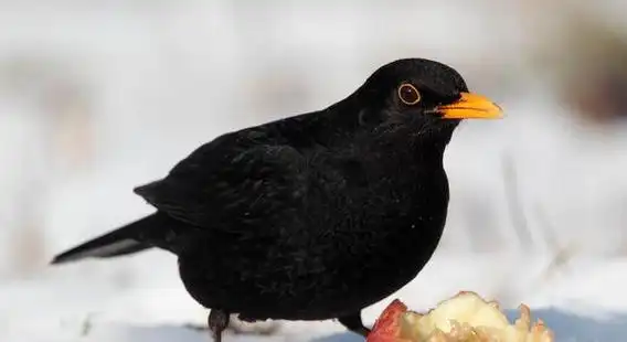 身体呈黑色,嘴巴是黄色的鸟是乌鸫,也叫做黑鸫,乌鸪,百舌,反舌,中国黑