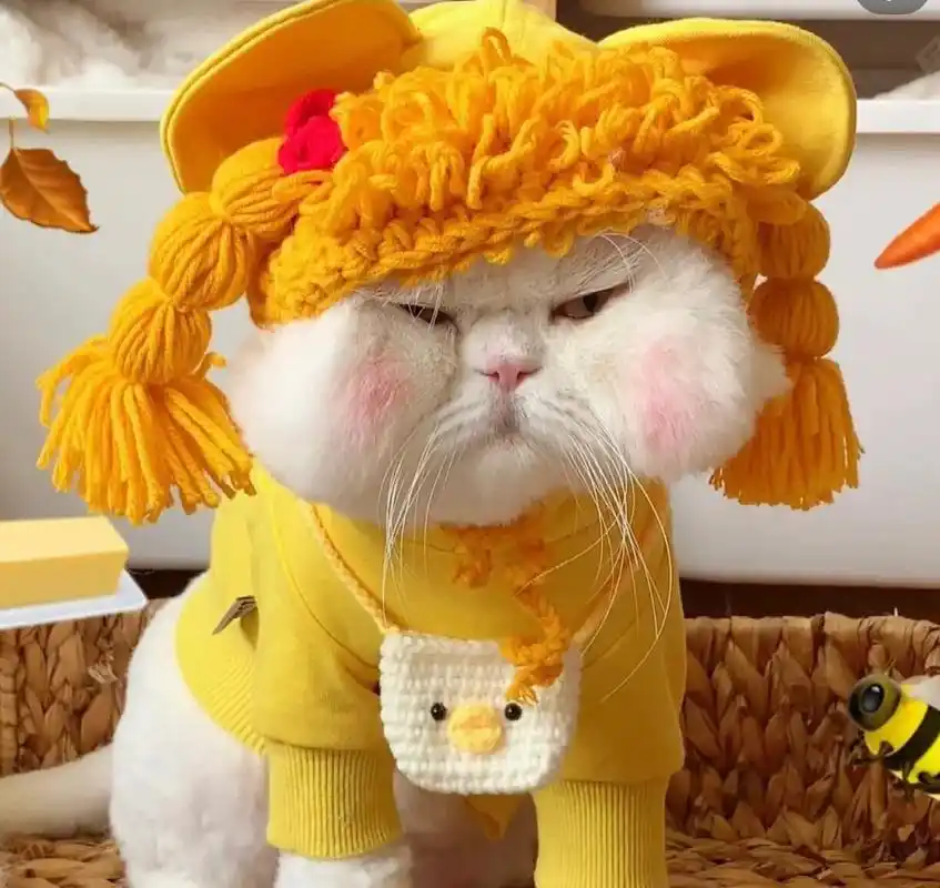 球球的头像(好酷哦)9393 原作者