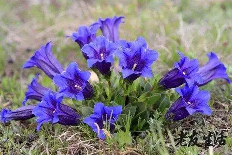 龙胆草的功效与作用-食用方法及禁忌