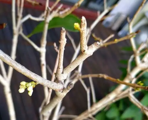 阳台上的桂花树,散发出阵阵桂花香!