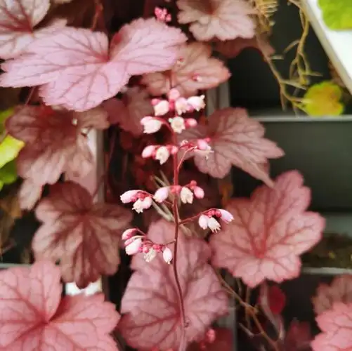 日常:春雨春风吹拂下的红花矾根