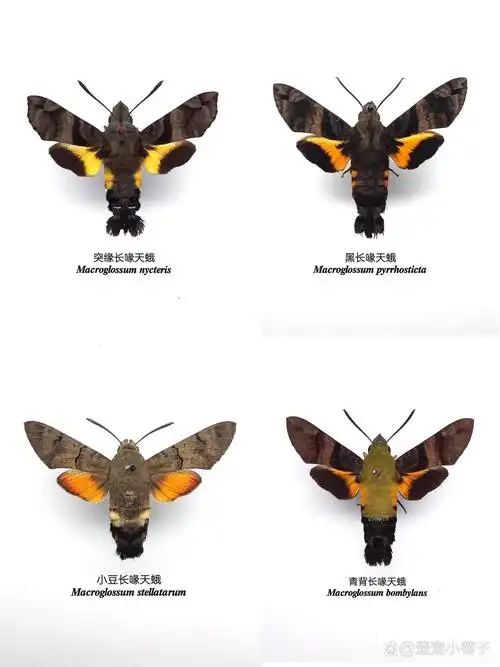 我们有名字,大家别再叫蜂鸟鹰蛾了