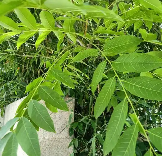 油患子树用处多多,果子沾水搓一搓,比香皂还好用!