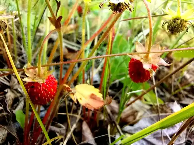 成熟的野生草莓果内蒙古大兴安岭北部林区野生果子拍摄于呼伦贝尔市